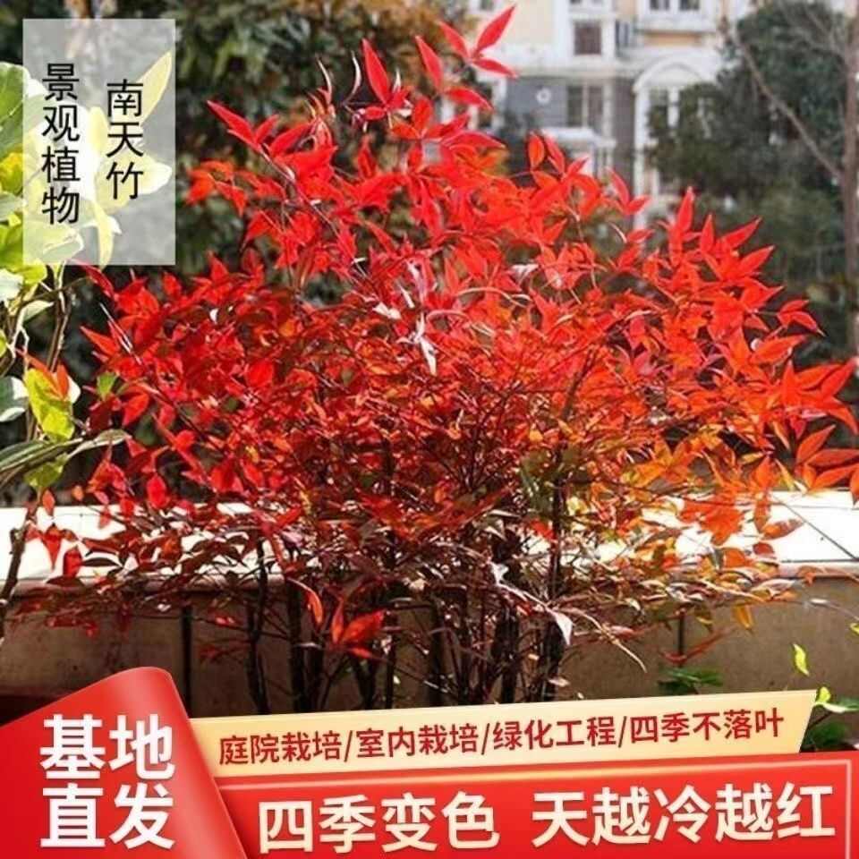 南天竹树苗盆栽火焰水养水培盆景绿化小苗庭院室内植物北方耐寒