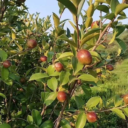 野生茶子湖南大山野生茶籽茶果