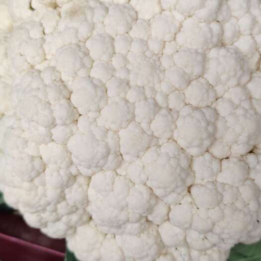 新野县菜花