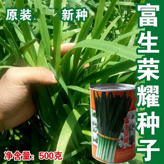 郑州富生荣耀韭菜种子 抗寒耐低温 直立抗倒伏 无干尖辛辣味浓