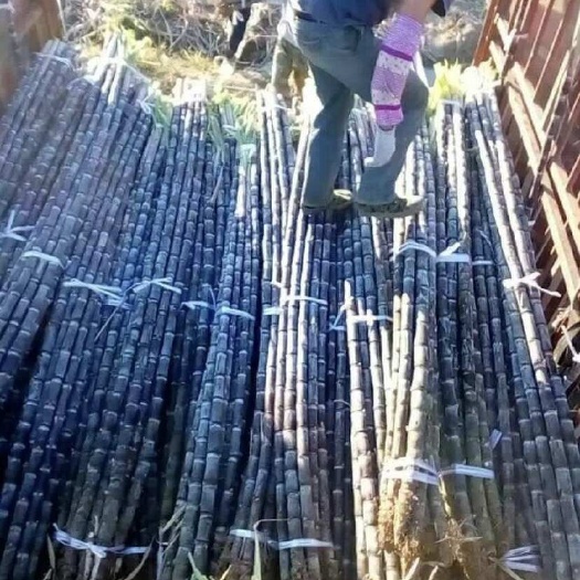 贵州甘蔗紫皮甘蔗爽甜多汁皮薄肉多产地现砍现发货源充足欢迎订购