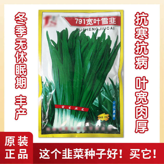 郑州791宽叶雪韭种子 抗寒抗病 叶色绿厚辛辣 冬季不休眠