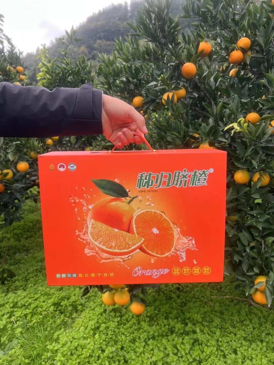 【秭归九月红橙】礼品必选包装精细秋冬佼佼者果肉软嫩多汁包邮