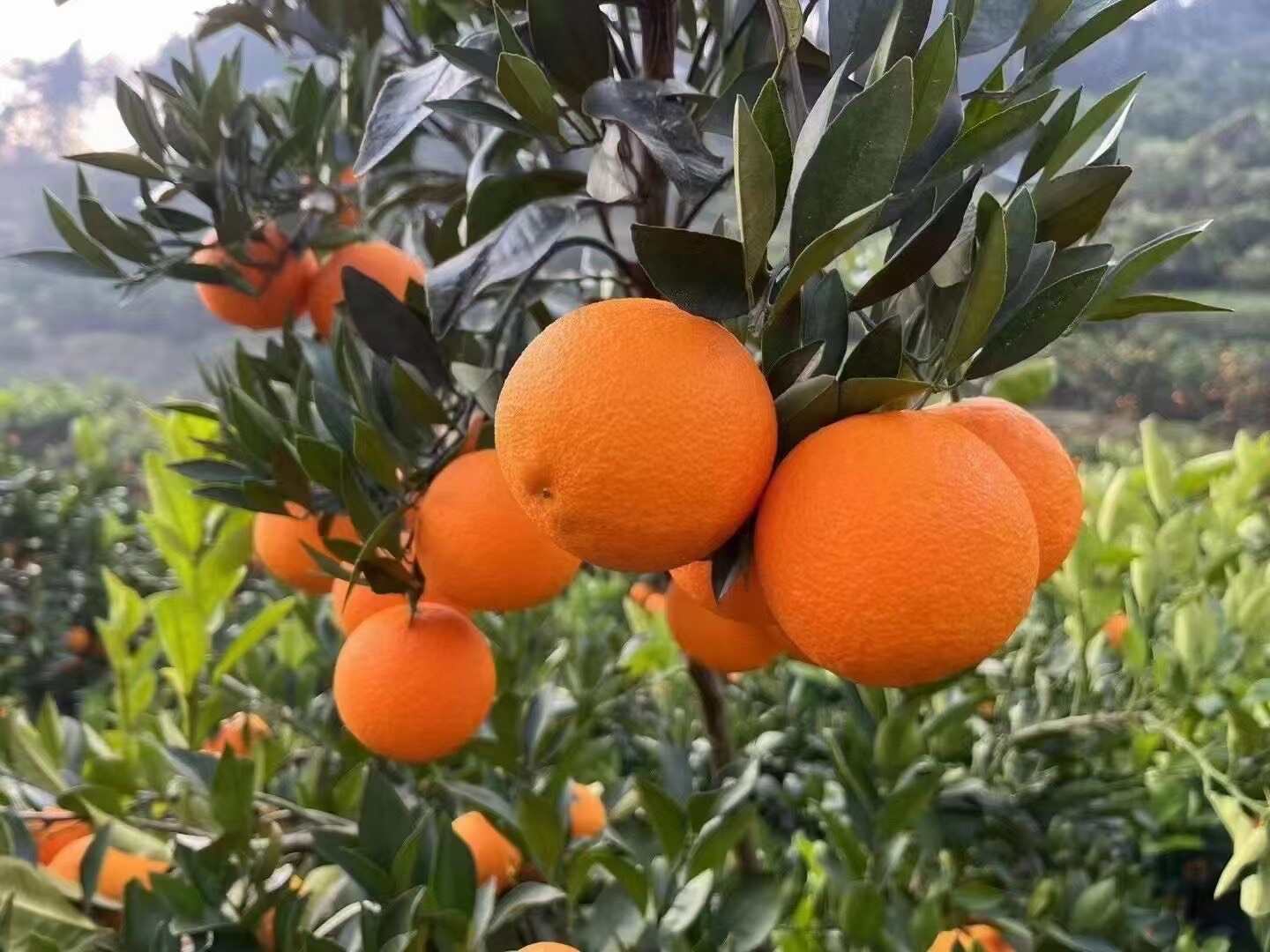 【秭归九月红橙】礼品必选包装精细秋冬佼佼者果肉软嫩多汁包邮