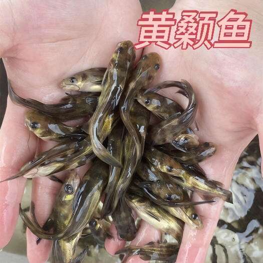 眉山四川眉山东坡区鲜活黄颡鱼苗供应