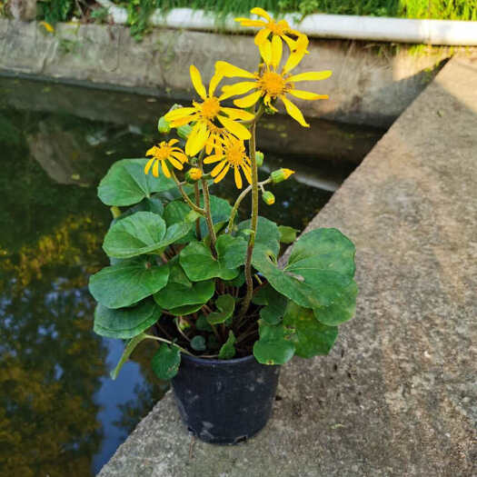 惠州大吴风草盆苗