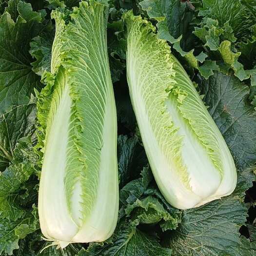 龙牙菜