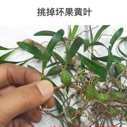 揭阳批发新鲜石橄榄双叶小号石橄榄新鲜单叶小果石橄榄煲汤批发包邮
