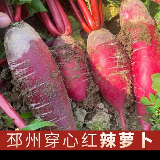 邳州市我们江苏徐州市邳州市原产地萝卜