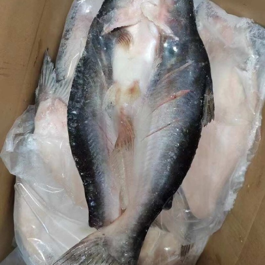 济南开背巴沙鱼