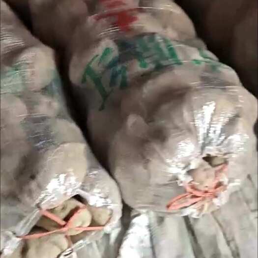 海东青薯9号品种