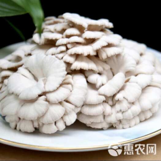 新沂市白参菌