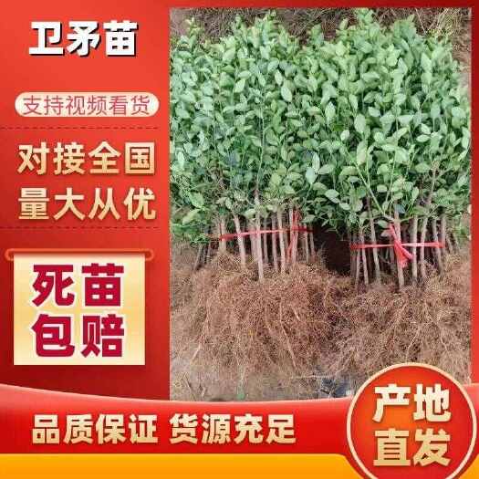 平邑县山东卫矛基地绿化苗工程树苗冬青苗批发占地包邮量大从优四季现货