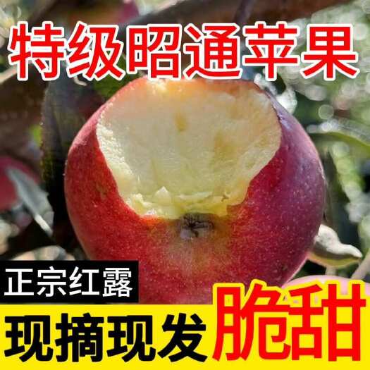 昭通云南昭通红露苹果 新鲜直发 甜脆不打蜡 昭通产地直销