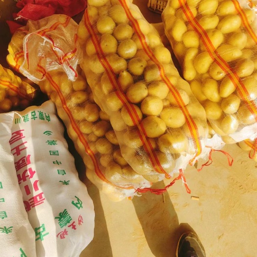 平阴县荷兰15  大量供应1-3/2-4/1-2小土豆