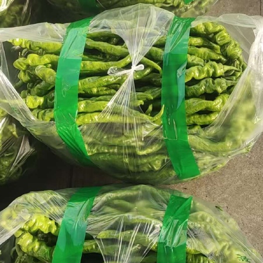 宾川县西昌螺丝椒大量上市中，需要的电联