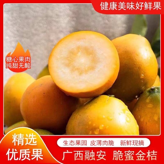 融安县【新上市脆蜜金桔】融安金桔纯甜多汁皮薄无籽优质新鲜脆蜜