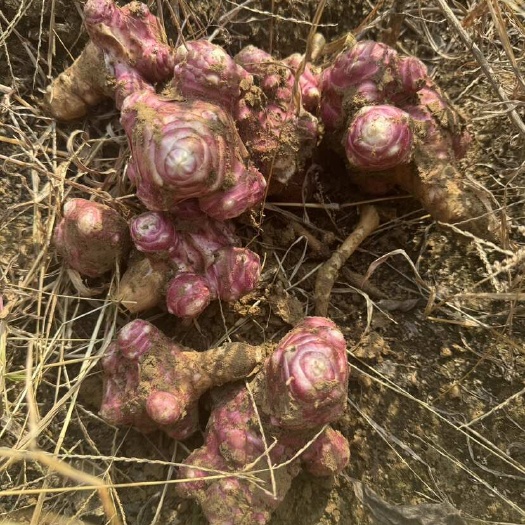 赤峰红洋姜 紫洋姜 菊芋 鬼子姜 市场货 电商货 酱菜货