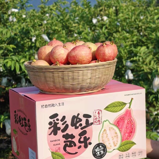 广州番石榴