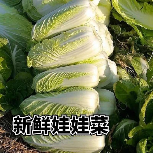 郸城县娃娃菜