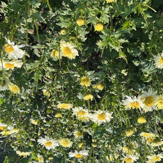 磐安县杭白菊