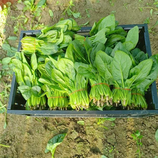 南通精品对头扒地小菠菜