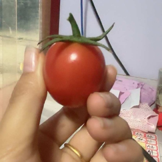 圣女果