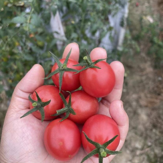 百色广西圣女果