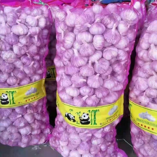 红皮蒜  金乡大蒜 全国供应 电商 边贸 一手货源