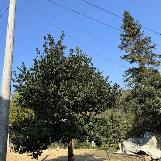 霍山县院子观景树，老虎刺（狗骨刺）闲置转让