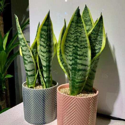 漳州虎皮兰 基地直发 不带盆 发货