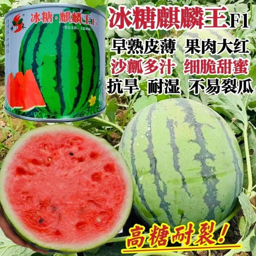 西瓜种子冰糖麒麟王西瓜种子早熟抗病高糖大红色沙瓤多汁细脆甜蜜