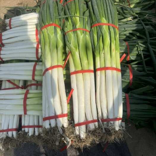 青岛 直达特产章丘大葱 纯正高白脆甜 大葱鲜