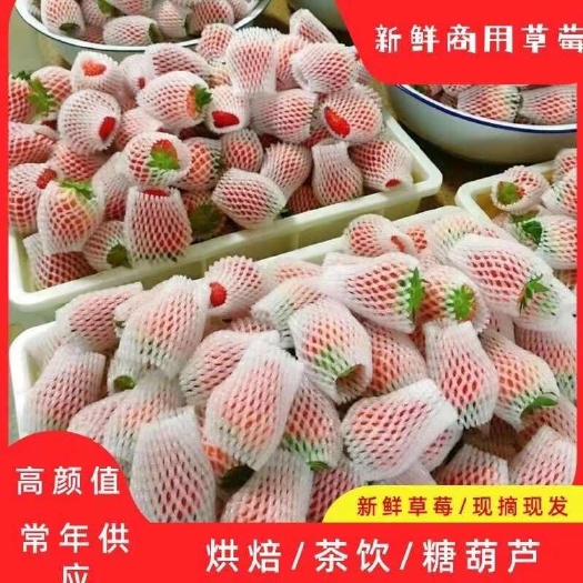 会泽县云南冬季草莓，妙香，红颜。巧克力