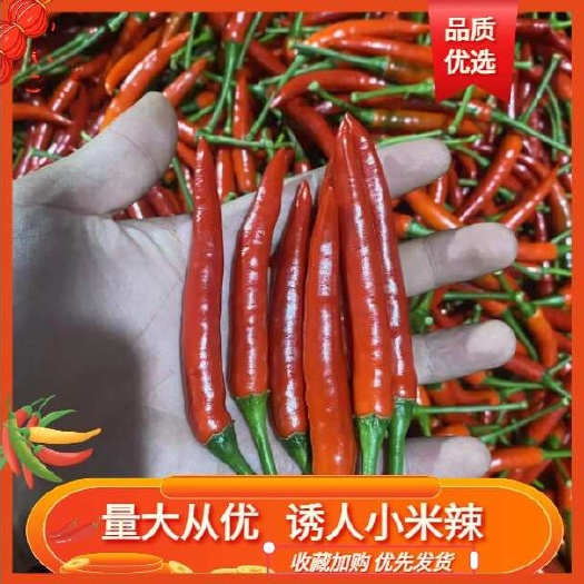 商丘河南商丘新鲜朝天椒 火辣上市