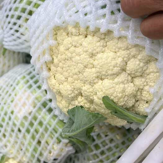 天门市天门有机花大量上市