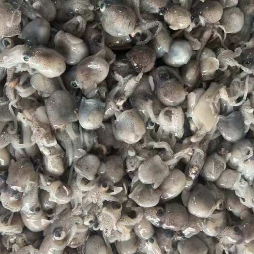 大连墨鱼斗又叫墨鱼仔有量