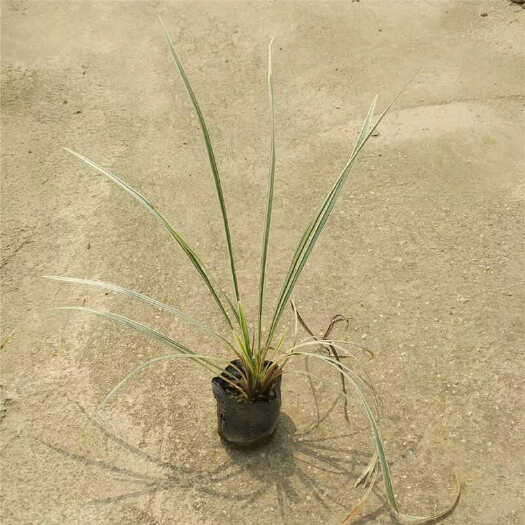 银边草杯苗