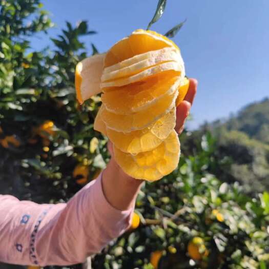 赣州赣南脐橙，果园现摘