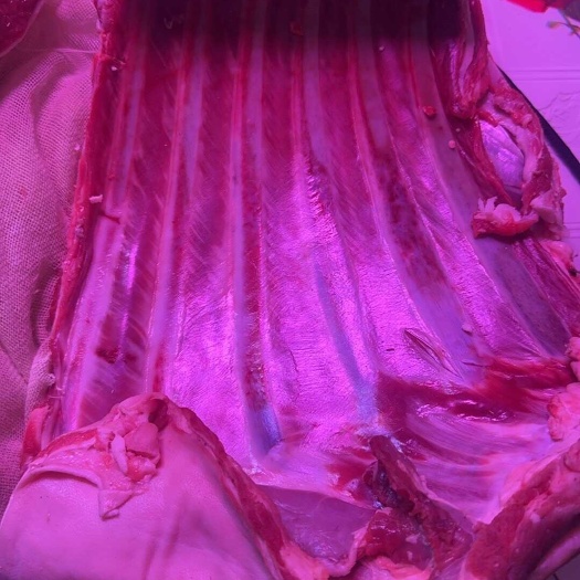 泉州羊肉批发批发