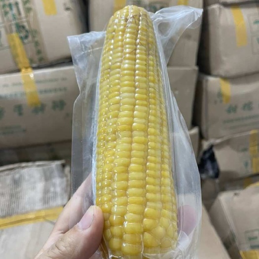 哈尔滨甜糯花玉米棒真空常温放