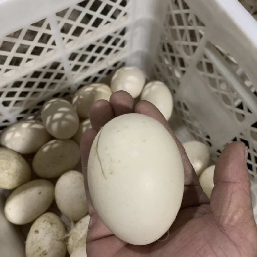 鲜鸭蛋，精品裂纹蛋，社区团购，电商微商一件代发，市场批发