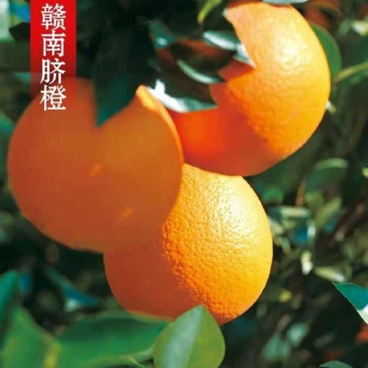 临猗县正宗赣南脐橙试吃装5斤10斤20斤装现货秒发包装箱随机发货