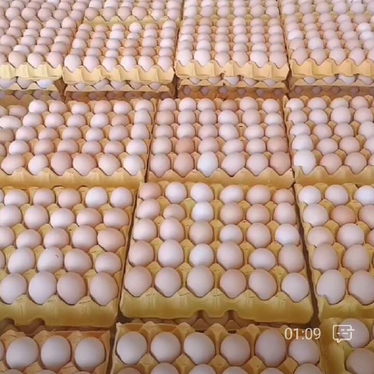菏泽精品土鸡蛋
