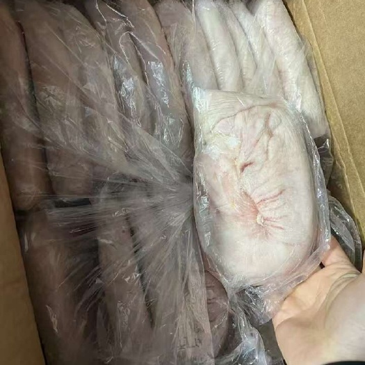 青岛18-20猪肚