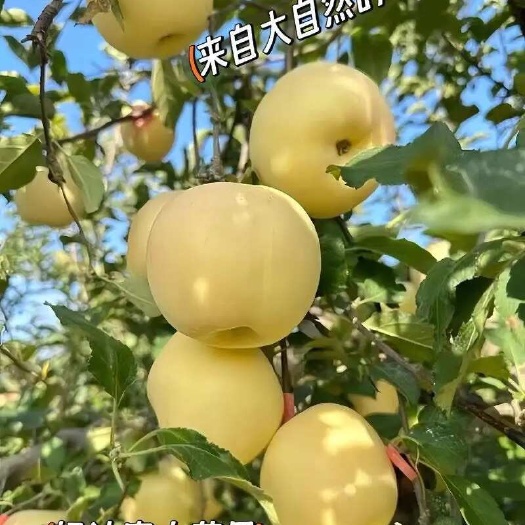 烟台栖霞奶油富士苹果新鲜采摘现摘现发甜脆可口果大肉嫩