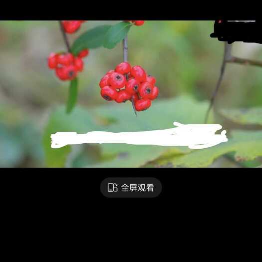 荣县火棘，赤阳子