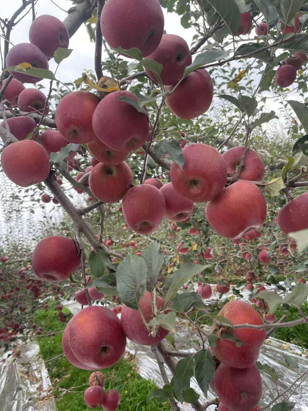 昭通冰糖心苹果上市了 物美价廉