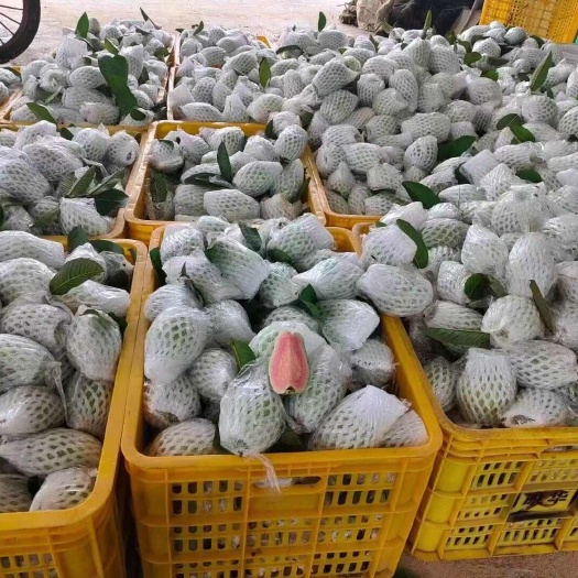 化州市西瓜红芭乐