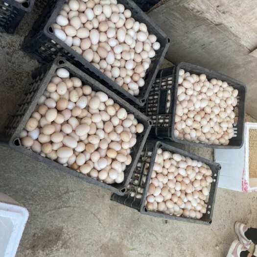 开平市广东省江门市开平市新鲜初生鸡蛋 快递整车多运输选择